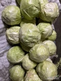Sprzedam kapustę biała odmiany Burbon. Ilość około 2,5 tony. Możliwy własny dowóz do 100 km. 