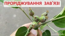    ПРОРИВКА  ЯБЛУК    беремо від 1 місяця 
