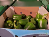Do sprzedania ilości hurtowe papryki zielonej marki Sweet Peppers kaliber 221-261g. Pakowana w kartonowe opakowania po około 5 kg. ...