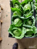 We offer Macedonian young cabbage to supply importers/wholesalers during the season