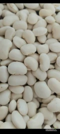 Sprzedam fasolę białą Jaś karłowy,  ilości samochodowe. 