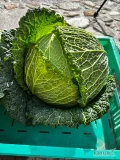 Sprzedam kapustę włoską 3 kg + 
