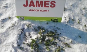 Groch siejemy w październiku!