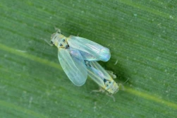 Nowy szkodnik w kukurydzy