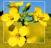 Maleje produkcja rzepaku, rosną ceny w UE