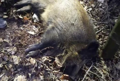 Dzik zaatakował ludzi w... Krakowie