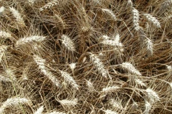 Jedzie zboże do Polski...