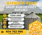 Olewnik-Expo Sp. z o.o. kupi kukurydzę suchą. 
