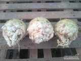 Sprzedam Seler 0,7-1,4 kg Markiz Zdrowy,pełny w środku i śnieżnobiały.Na brudno lub myty po szczotkarce