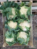 Sprzedam kalafior 6 zdrowy materiał ilości paletowe