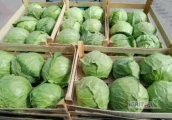 Kupimy ok 10-15 palet kapusty młodej w łuszczce lub kartonie po 10 kg. Zdjęcia z ostatnich załadunków pokazują jakiego towaru...