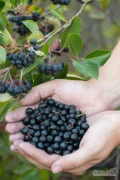 Kupię świeżą aronię z plantacji, na przetwórstwo, ilości hurtowe (w tonach),Tel. 798 434 096