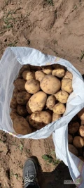 Sprzedam mlode ziemniaki ,+35, z dostawa Rumunia, ilosci tirowe