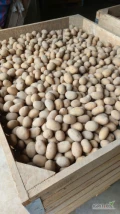 Ziemniaka Queen Anna kal.30-45mm   2 rok  po centrali  faktura do wglądu jest  około 3.5 ton     cena 0.90zł  za kg ,oraz...