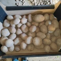 Sprzedam ziemniaki jadalne żółte 45+
