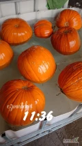 Sprzedam dynie halloween kaliber 3-6 i 6-12. 