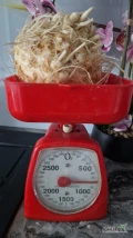 Sprzedam seler korzeniowy kal handlowy na brudno certyfikaty kal 400-800 g