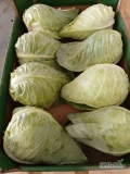 Sprzedam kapustę stożkową , kal. 0,8-1,8 . Towar z badaniami  i certyfikatem GG.
