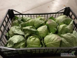 Sprzedam kapusta młoda małe główki do 0,5kg informacje odnośnie ceny ilości pod nr tel 727694440