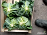 Sprzedam drobną kapustę włoską waga 0,6 - 0.8 kg  max 1kg dostępne około 3000 tys sztuk