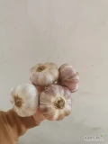 Sprzedam czosnek polski Harnaś, przechowywany w chłodni, bez kiełka. Czosnek zdrowy.  Kaliber 5.5 - 6 cm cena 1.2 zł /szt.
