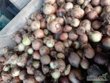 Sprzedam cebulę do obierania kaliber 45+ 