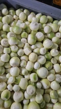 Sprzedam Cebule obraną dziennie 6-8 ton 
