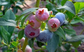 Ukraińscy producenci borówki jednoczą się w wyspecjalizowanym stowarzyszeniu