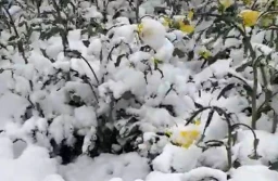 Bułgaria: Kwitnący rzepak i kiełkujący słonecznik pod śniegiem