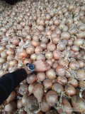 Sprzedam cebulę gruby kaliber 6-9 sucha i zdrowa z magazynu, fazorowana ilości tirowe 