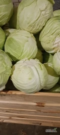 Sprzedam kapustę białą przemysłową report i kilaplon opakowanie skrzyniopalety lub przyczepy kapusta zdrowa czysta duża. 