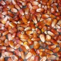 Kukuřice oranž, Gritz,200 tun.
