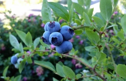 Końcówka sezonu borówki - jakie ceny na rynkach hurtowych?