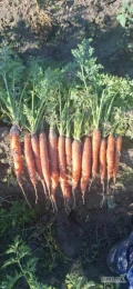 Sprzedam jadalną marchewkę 
