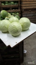 Sprzedam kapuste białą jakość market 
