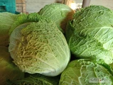 Sprzedam kapustę włoską waga główki 2-3 kg