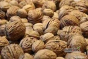2000kg - Zbiór 2025 - Sprzedam orzechy włoskie w skorupie

