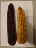 Sprzedam kukurydzę czarną i żółtą. 