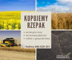 Kupimy rzepak z odbiorem z gospodarstw.
