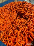 Sprzedam marchew odpadowa świeżo płukana. Dostępne większe ilości