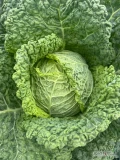 Sprzedam kapustę włoską. Towar pierwsza klasa, bez mączlika. Kaliber handlowy.
