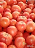 Sprzedam Pomidory Malinowe i Zwykły 
