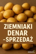 Sprzedam świeże, młode ziemniaki odmiany Denar.
