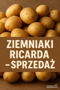Sprzedam świeże ziemniaki jadalne odmiany Ricarda, prosto z własnego gospodarstwa.
