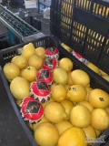 Cytryny z Maroko kal.3/4
