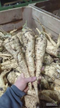 Sprzedam pietruszkę korzeniową grubą, przemysł, kaliber 6+
