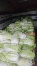 Sprzedam kapustę pekińska kal. 0.6/1.7 kg 

