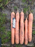Witam. Sprzedam marchew odmiany Allyance. Towar ładny, zdrowy i bez wżerów. Cena za brudną