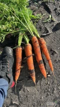 Witam mam na sprzedaż marchew odmiany Muleta.

