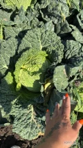 Sprzedam kapustę włoską od 1,5kg-3,5kg 
